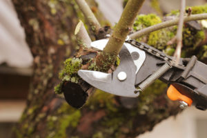 gardener pruning old tree with pruning shears gardener pruning old fruit tree with pruning shears
